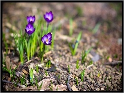 Wiosna, Fioletowe, Krokusy