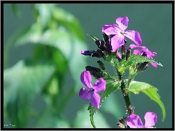 Lunaria, Fioletowy, Kwiatuszek