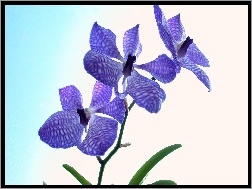 Orchidea, Fioletowy, Storczyk