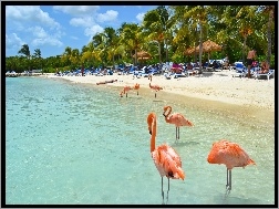 Flamingi, Palmy, Plaża, Aruba, Morze