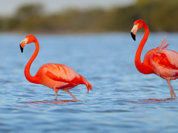 Flamingi, Dwa, Jezioro