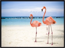 Flamingi, Morze, Plaża, Niebo