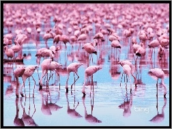Flamingi, Stado