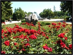 Fontanna, Róże, Park, Drzewa