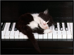 Fortepian, Śpiący, Słodki, Kotek