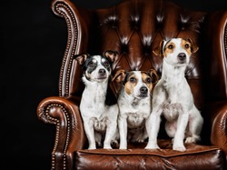 Fotel, Psy, Trzy, Jack Russell terrier