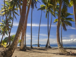 Polinezja Francuska, Morze, Palmy kokosowe, Drzewa, Wyspa Tahaa
