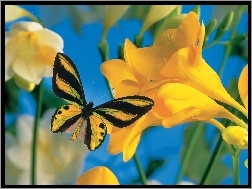 Frezja, Motyl, Żółty, Kwiat