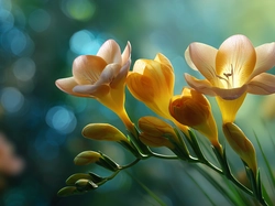 Żółte, Frezje, Kwiaty, Grafika AI