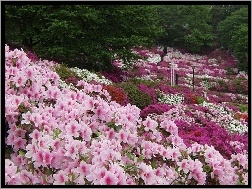Fukushima, Kwiaty, Park, Ogrody, Azalie
