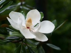 Biała, Gałązka, Liście, Rozwinięta, Magnolia wielkokwiatowa, Pręciki