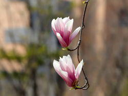 Dwa, Kwiaty, Magnolia, Gałązka