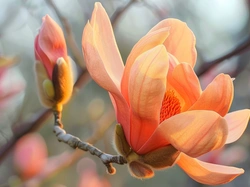 Magnolia, Kwiat, Pąk, Gałązka