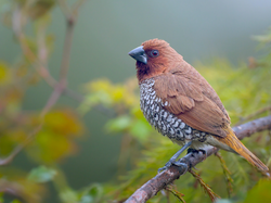Mniszka muszkatowa, Ptak, Gałązka