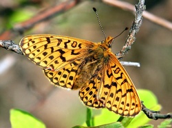 Gałązka, Motyl