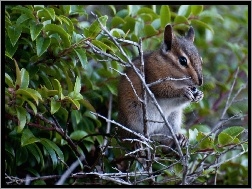 Chipmunk, Gałązki, Drzewa