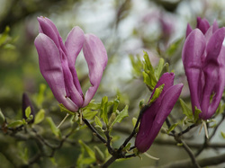 Magnolia, Ciemnoróżowe, Kwiaty, Gałązki