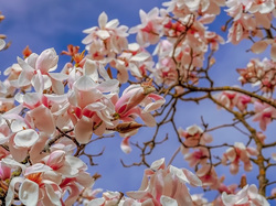 Gałązki, Biało-różowe, Magnolia, Kwiaty