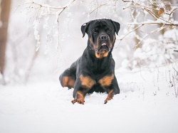 Gałązki, Rottweiler, Pies, Śnieg