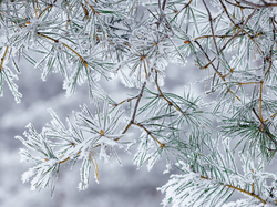 Gałązki, Ośnieżone, Sosny