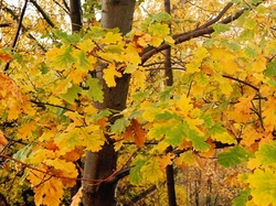 Gałęzie, Liście, Jesień, Drzewo