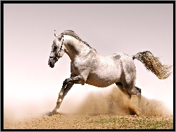 Galop, Tuman, Koń, Kurzu