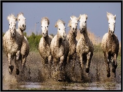 Konie, Galopujące, Białe