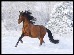 Śnieg, Galopujący, Koń