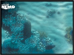 Gdzie Jest Nemo, rafa, koralowa