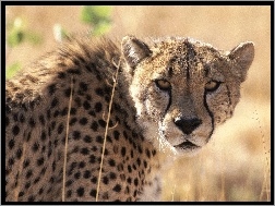 Gepard, Uszy