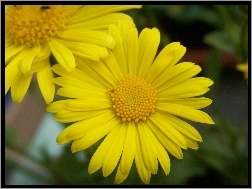 Gerber, Wiosenny, Żółty, Kwiat