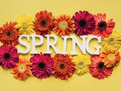 Gerbery, Spring, Napis, Wiosna, Kwiaty