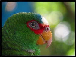 Głowa, Papuga, Amazonka Białoczelna