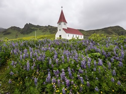 Łubin, Gmina Myrdalshreppur, Islandia, Góry, Kościół, Miejscowość Vik i Myrdal