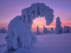 Finlandia, Zaśnieżone, Gmina Posio, Wschód słońca, Drzewa, Zima, Park Narodowy Riisitunturi