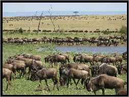 Gnu, Migracja, Serengeti, Trawa, Antylopy, Woda