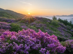 Różanecznik, Korea Południowa, Góra, Promienie słońca, Hwangmaesan
