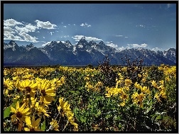 Stan Wyoming, Kwiaty, Łąka, Park Narodowy Grand Teton, Stany Zjednoczone, Góry