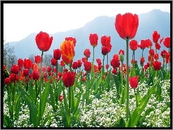 Góry, Białe, Tulipany, Czerwone, Kwiatki
