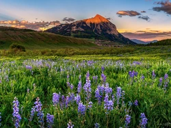 Łubiny, Zachód słońca, Stan, Drzewa, Kolorado, Łąka, Kwiaty, Góry, Stany Zjednoczone, Miasto, Crested Butte