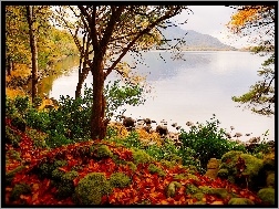 Jesień, Góry, Liście, Kamienie, Lasy, Rzeka, Kolorowe
