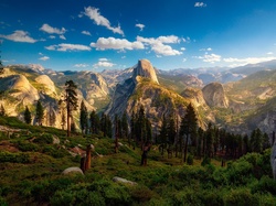Drzewo, Park Narodowy Yosemite, Stan Kalifornia, Stany Zjednoczone, Góry
