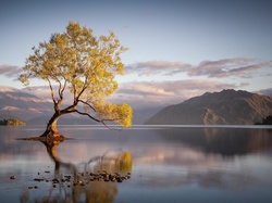 Odbicie, Góry, Jezioro Wanaka, Nowa Zelandia, Drzewo