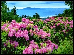 Rododendrony, Góry, Łąka