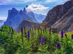 Kwiaty, Góry, Fioletowe, Dolomity, Alpy, Włochy, Góra Seceda