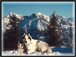 góry, dwa, Siberian Husky