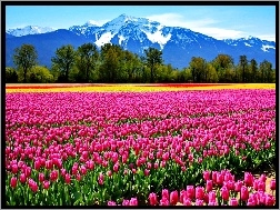 Tulipany, Góry, Pole