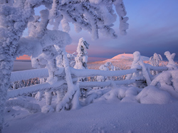 Finlandia, Góry, Laponia, Ogrodzenie, Drzewa, Zima,  Rezerwat Valtavaara