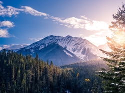 Wschód słońca, Prowincja Alberta, Drzewa, Góry Skaliste, Park Narodowy Banff, Kanada, Las