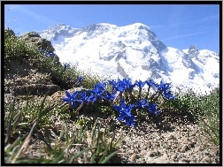 Goryczka Alpejska, Góry, Kwiaty